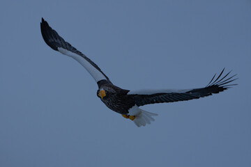 “Hokkaido_Birds of Prey”
