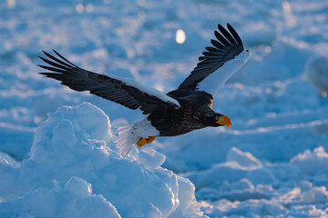 “Hokkaido_Birds of Prey”