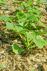 Young organic zucchini and squash plant growing on old wood mulch bed