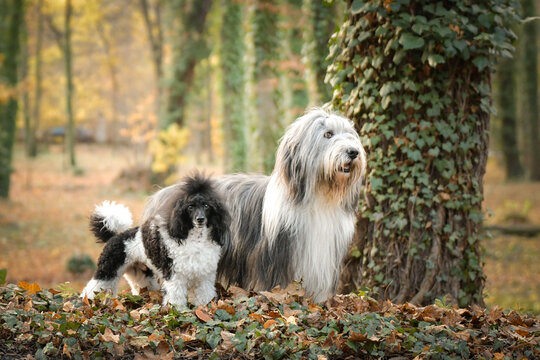 Bearded collie and poodle are standing in the leaves. They are in nature. Autumn photo.