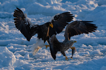 “Hokkaido_Birds of Prey”