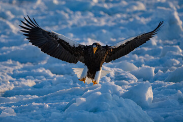 “Hokkaido_Birds of Prey”
