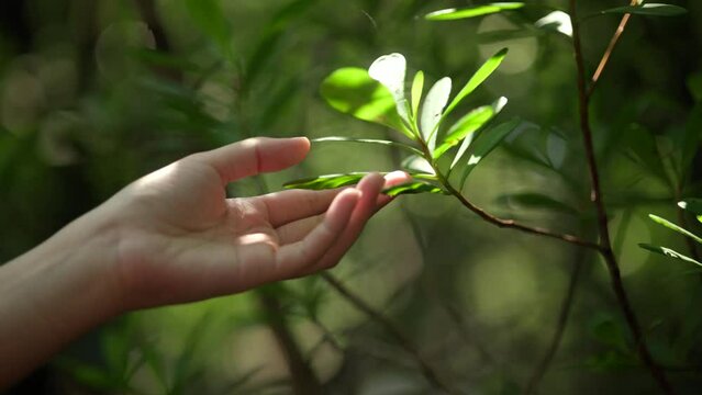 Female hand touching leaf of nature with sunlight. Green environment mangroves forest background. Global warming environment concept. Sustainable coexistence between man and nature.
