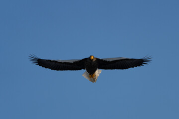 “Hokkaido_Birds of Prey”