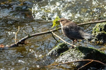 Wasseramsel