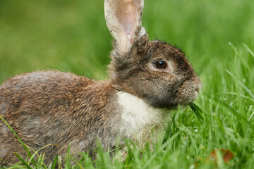 Braun-weiss geflecktes Kaninchen von der Seite im Gras