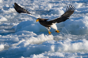 Obraz premium “Hokkaido_Birds of Prey”“Hokkaido_Birds of Prey”