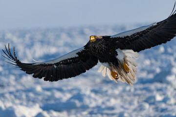 “Hokkaido_Birds of Prey”