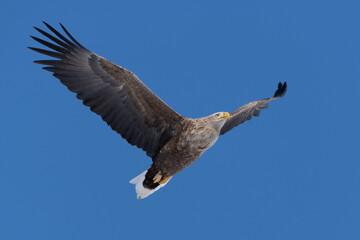 “Hokkaido_Birds of Prey”