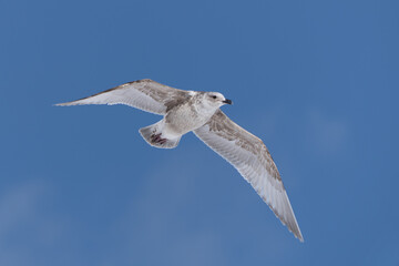 “Hokkaido_Birds of Prey”