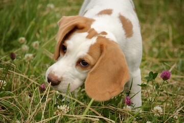 beagle puppy in the grass