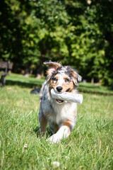 Puppy of australian shepherd is running in the nature. Summer nature in park.