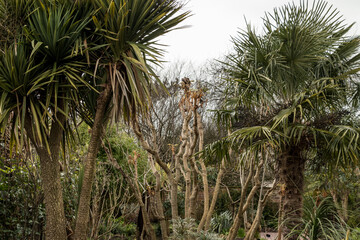 Exotic palm trees in a garden in Great Britain in spring
