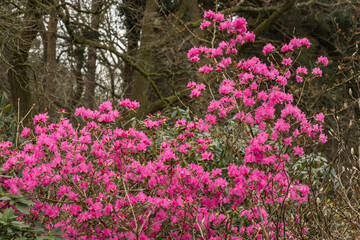 Bright pink azalea flowers in spring