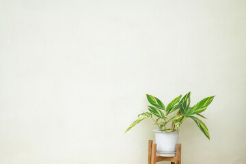 Beautiful Variegated Shell Ginger with wall