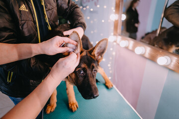 Groomer cleaning puppy's ears 