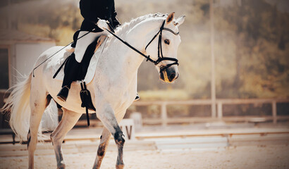 A beautiful white horse with a rider in the saddle performs on a sunny day at a dressage...