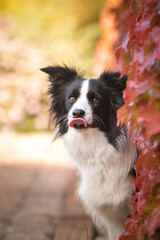 Fototapeta premium Border collie is sitting in autumn nature. She is so cute dog.