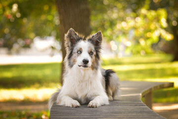 border collie is lying on the bench. He is so cute dog.