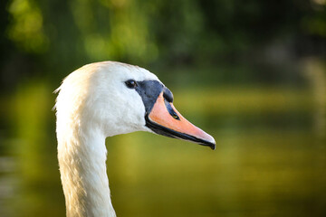 White swan flock in summer water. Swans in water. White swans. Beautiful white swans floating on the water. swans in search of food. selective focus.