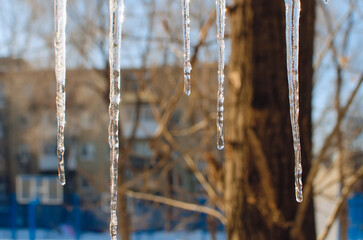 Icicles melt in the sun in spring, close-up.