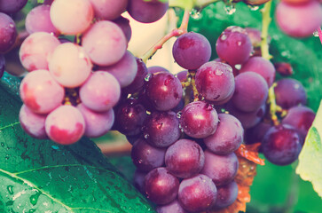 Red wine grapes, grapes on a branch, grape harvest, vineyard. Close-up, soft focus.