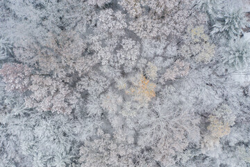 snow covered trees from above