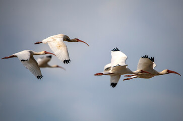 Flock of Ibis Birds in Flight