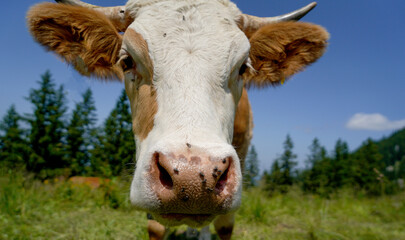 cow on a meadow