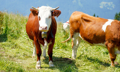 Fototapeta na wymiar cows in the meadow