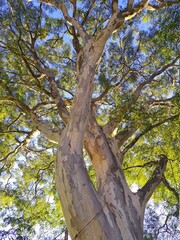Caesalpinia leiostachya, is a plant known as ironwood or jucá. It is a large tree, originating in Brazil, native to the Atlantic Forest.