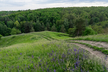 Obraz premium The dirt road goes through the rough terrain overgrown with vegetation