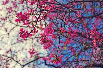 Ceiba speciosa florecida en otoño