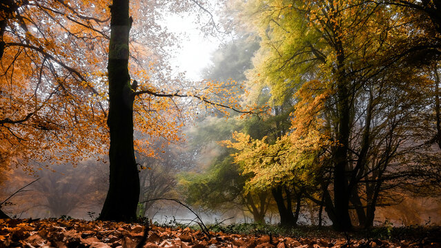 For&ecirc;t fr Bibracte (Morvan)