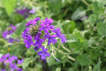 Obraz premium purple flowers in the garden