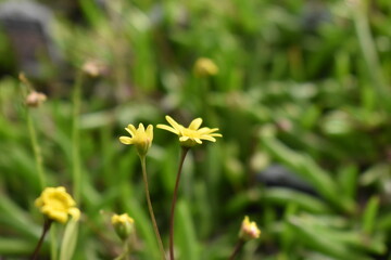yellow flower in the grass