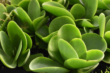 close up of green plant