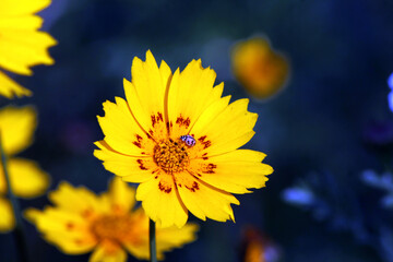 yellow flower and bee