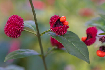 Euonymus americanus, also known as strawberry bush, has a red fruit capsule and orange seeds.