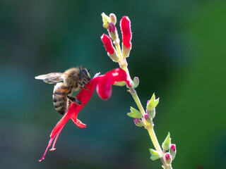 A honey bee visiting the bloom of a pineapple sage plant.