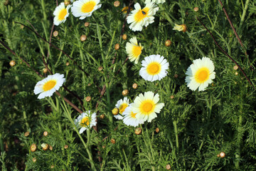 white and yellow flowers