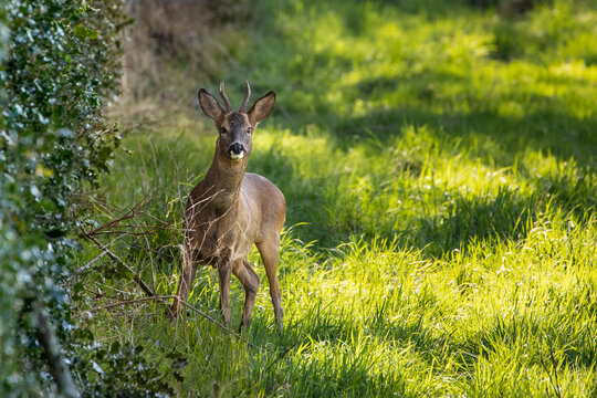 Roe Deer - England