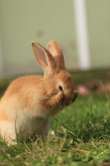 rabbit in the grass