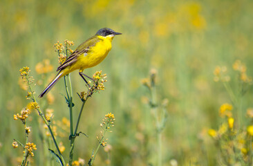 motacilla flava in the rapeseed field