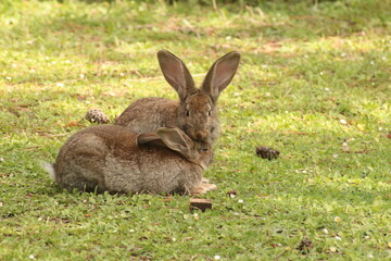 rabbit in the grass