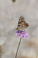 butterfly on flower