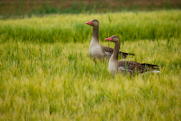 summer goose (Anser anser) in the wild