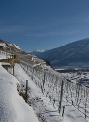 Sion, vignoble de Clavau en hiver