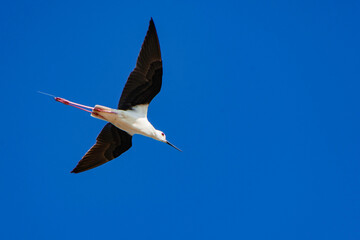 Himantopus himantopus flying in the natural habitat