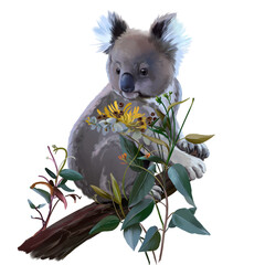Baby koala on a eucalyptus branch © Kajenna